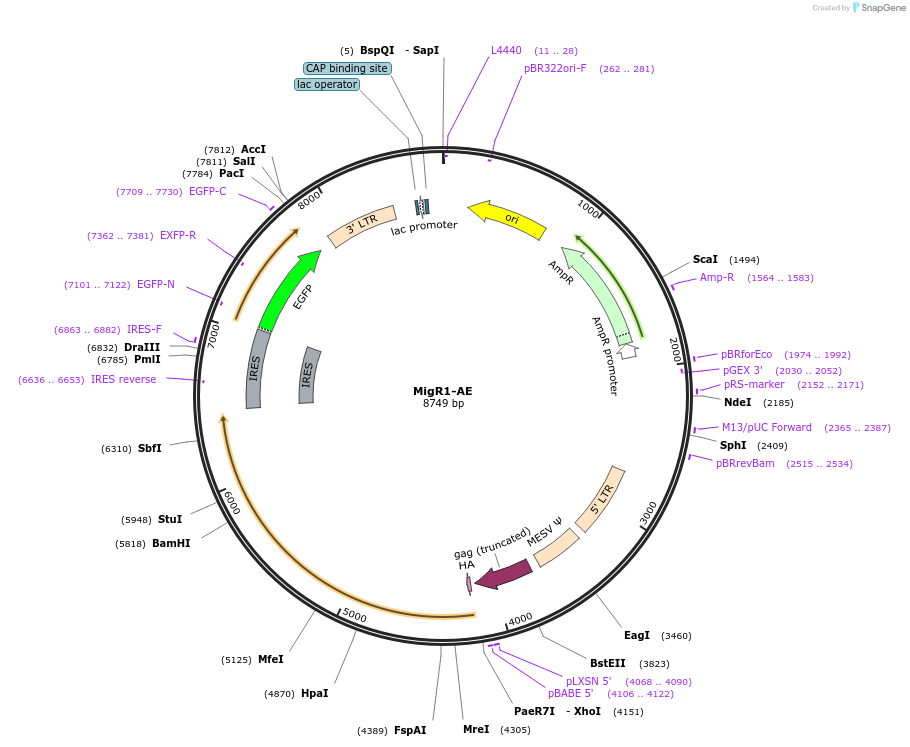 12431-plasmid-map-sequence-id-138825
