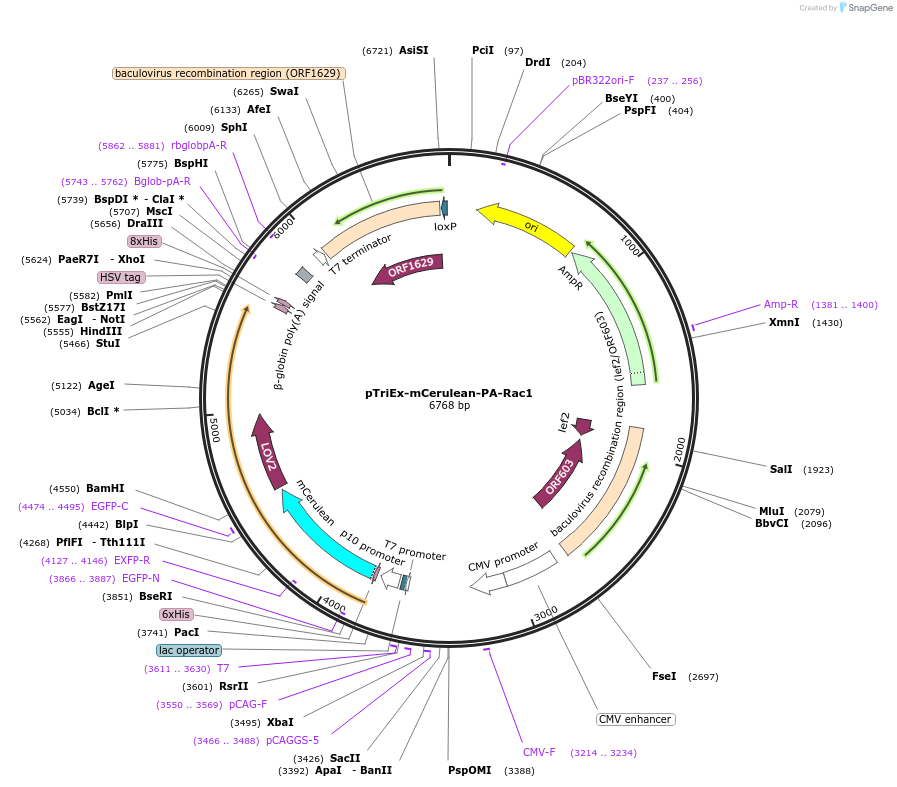 22030-plasmid-map-sequence-id-138865
