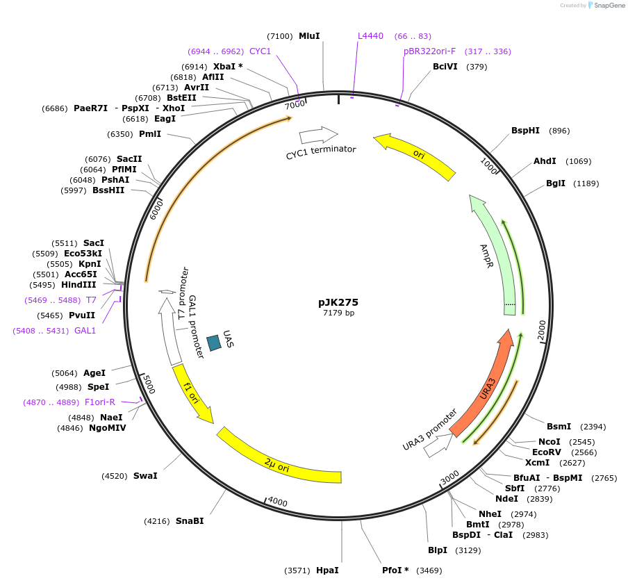 73363-plasmid-map-sequence-id-138870