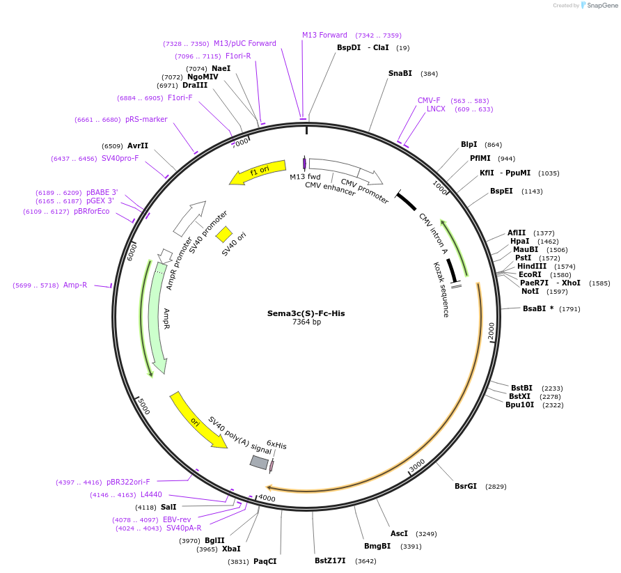 72142-plasmid-map-sequence-id-138925