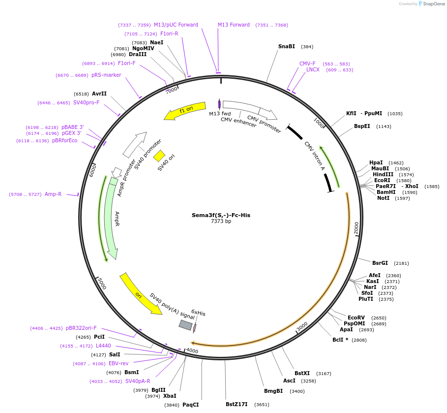72150-plasmid-map-sequence-id-138931