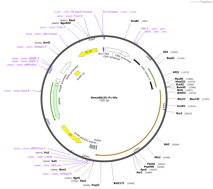 72166-plasmid-map-sequence-id-138959