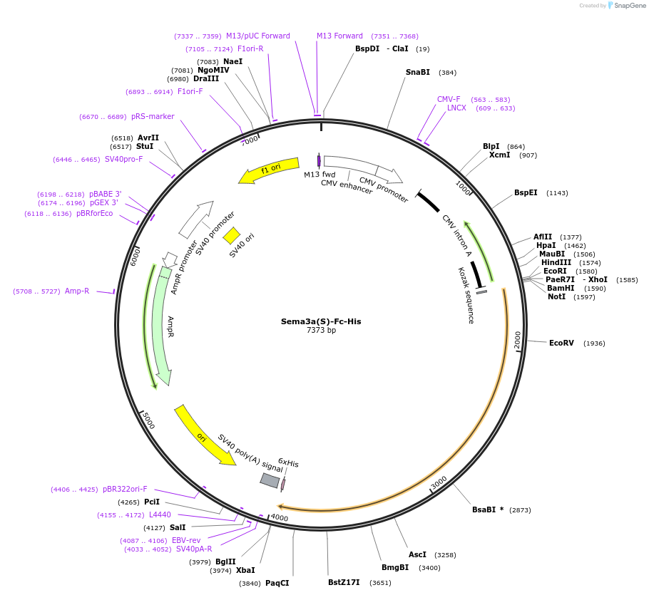 72138-plasmid-map-sequence-id-138971