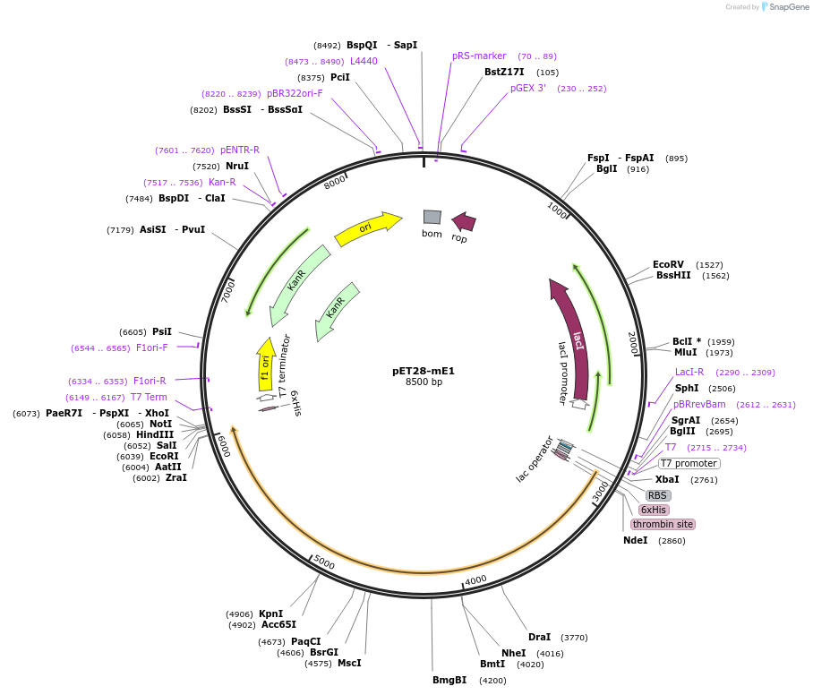 32534-plasmid-map-sequence-id-139028