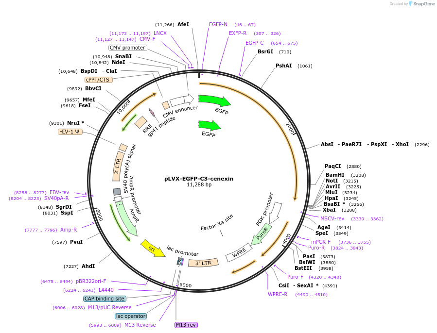 73334-plasmid-map-sequence-id-139040