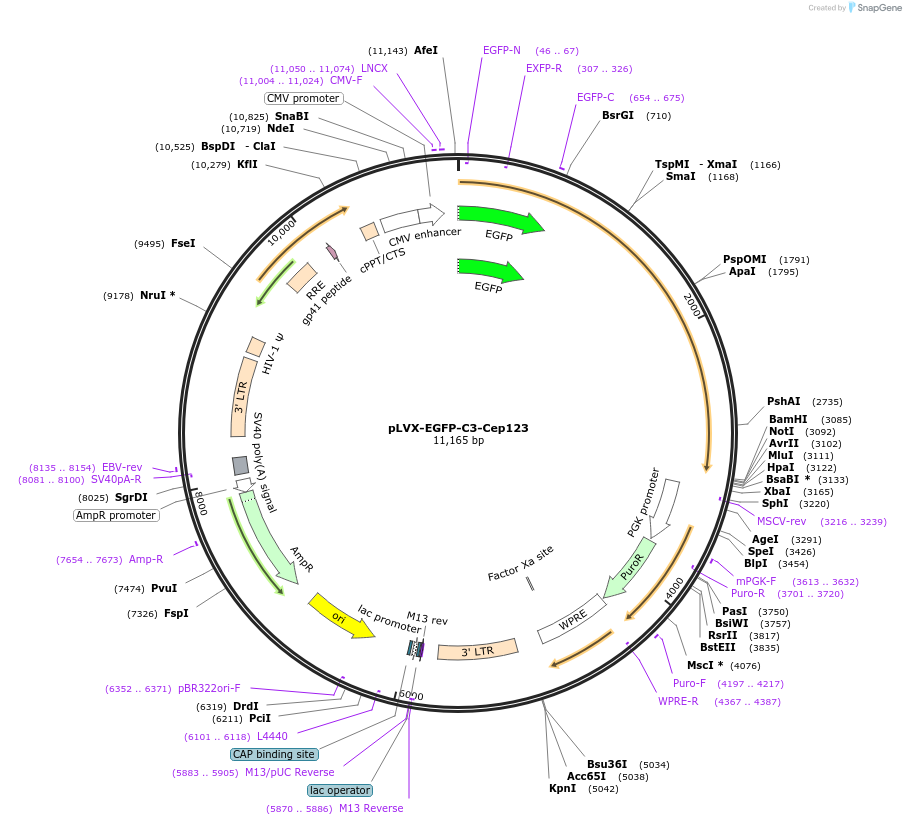 73330-plasmid-map-sequence-id-139047
