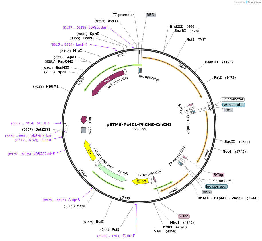 73397-plasmid-map-sequence-id-139062