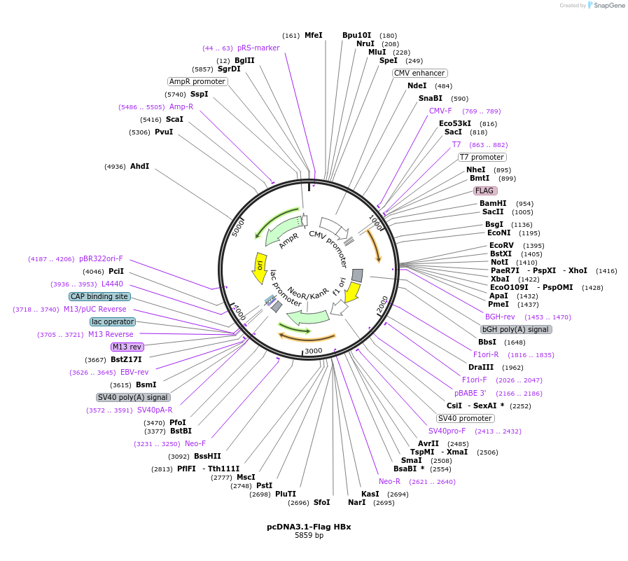 42596-plasmid-map-sequence-id-139082