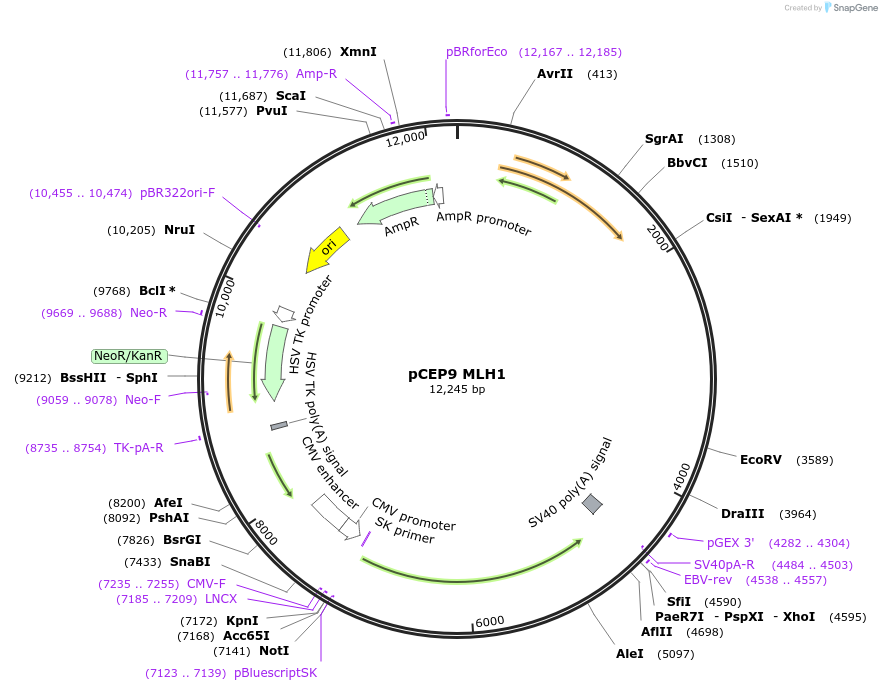 16458-plasmid-map-sequence-id-139128