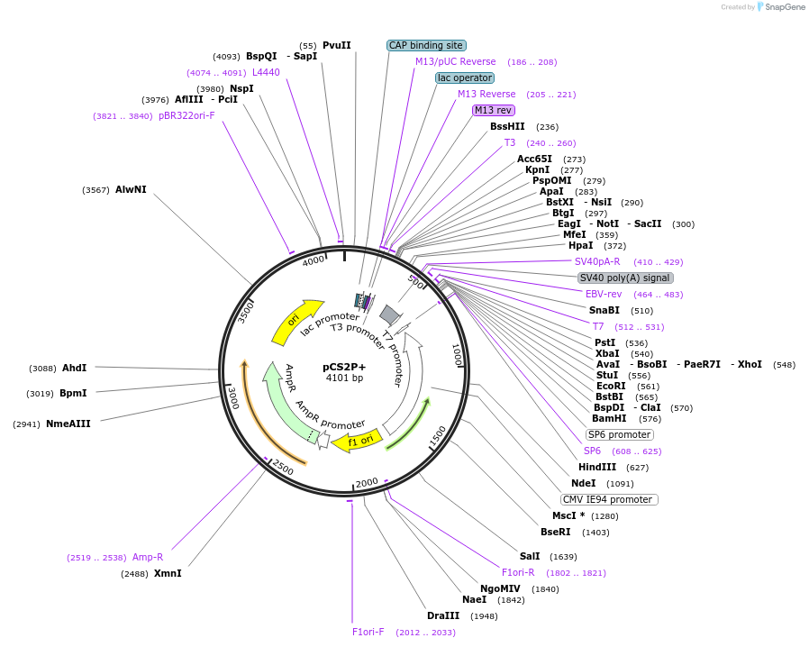 17095-plasmid-map-sequence-id-139140