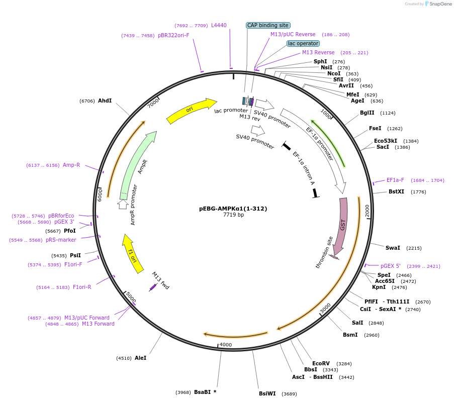 27632-plasmid-map-sequence-id-139145