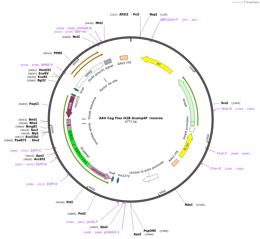 74155-plasmid-map-sequence-id-139154