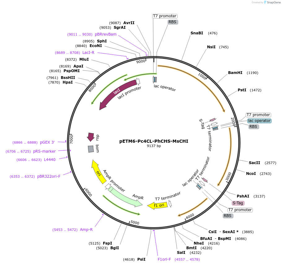 73396-plasmid-map-sequence-id-139157