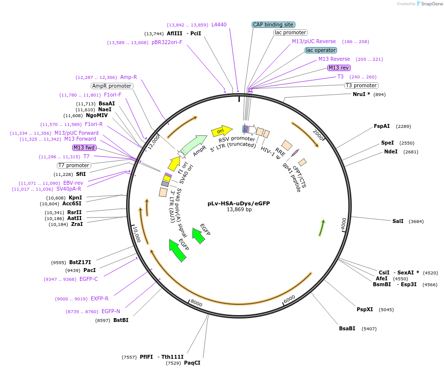 26810-plasmid-map-sequence-id-139166