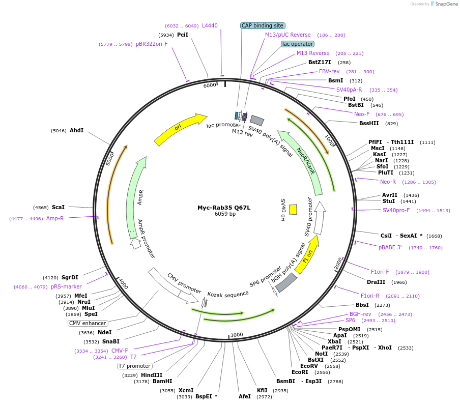 47434-plasmid-map-sequence-id-139171