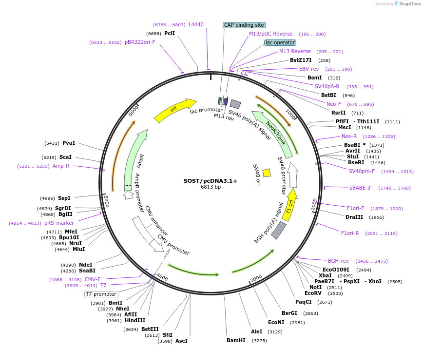 10842-plasmid-map-sequence-id-139186