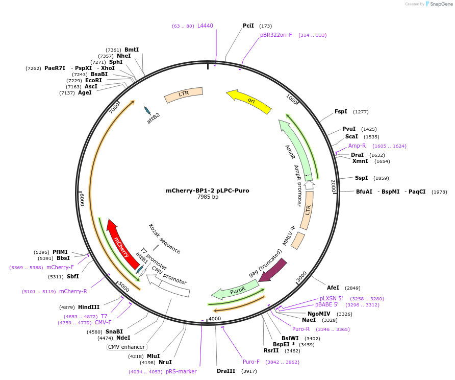 19835-plasmid-map-sequence-id-139195