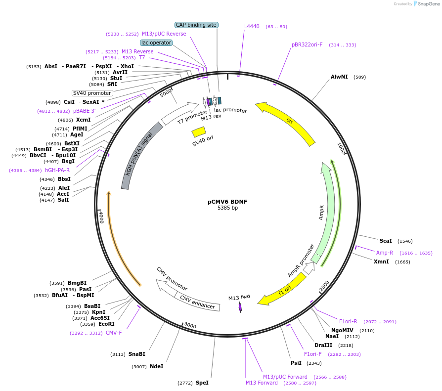 39857-plasmid-map-sequence-id-139198