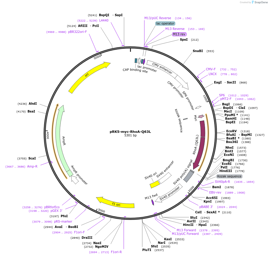 12964-plasmid-map-sequence-id-139200