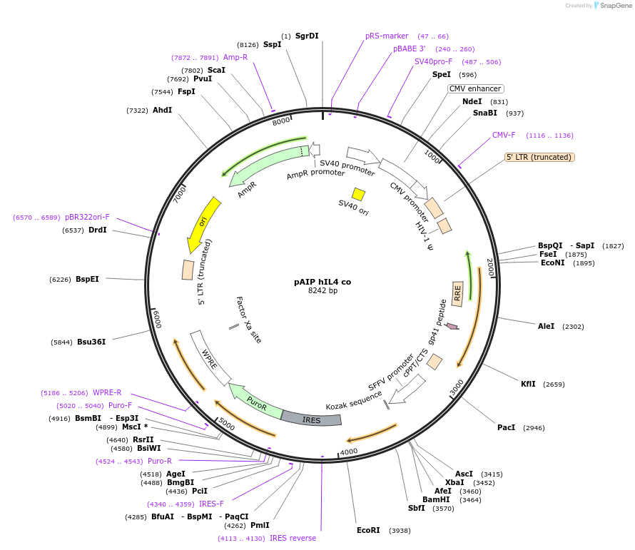 74169-plasmid-map-sequence-id-139215
