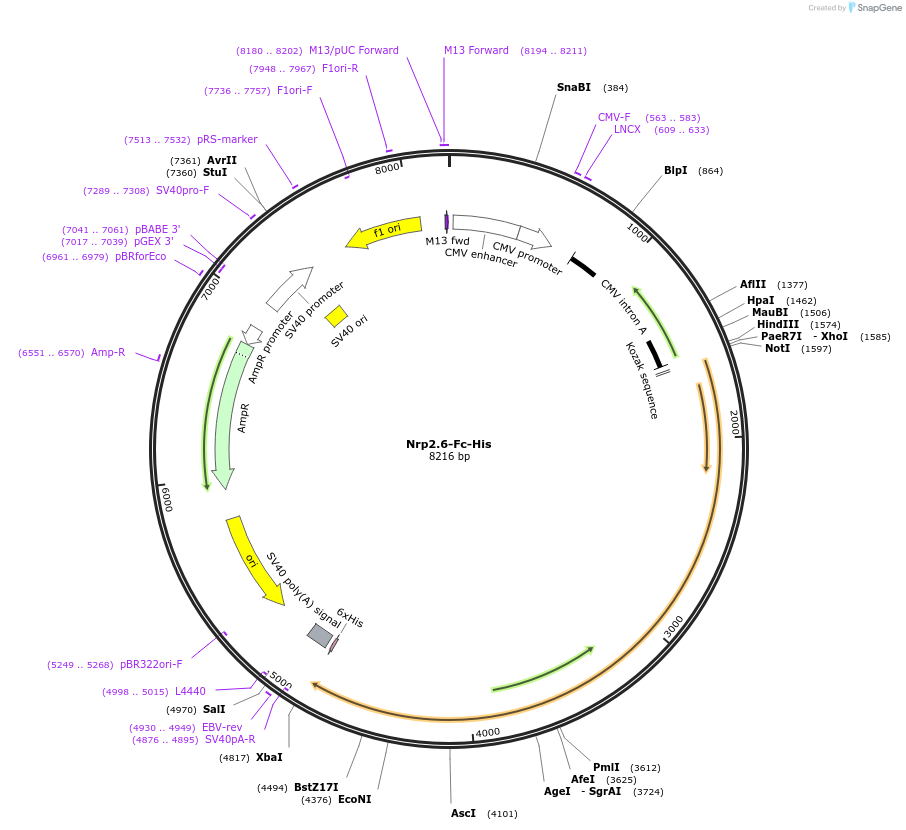72103-plasmid-map-sequence-id-139229