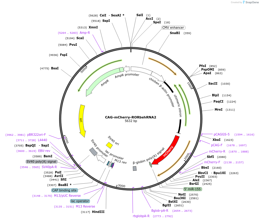 73984-plasmid-map-sequence-id-139250