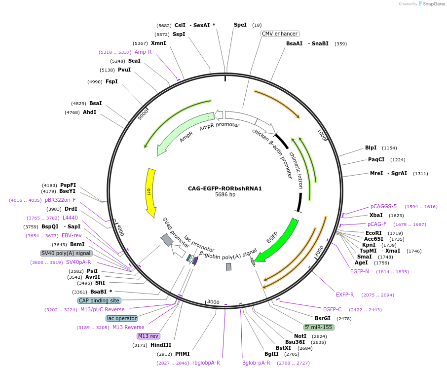 73985-plasmid-map-sequence-id-139253