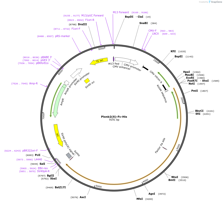 72129-plasmid-map-sequence-id-139256