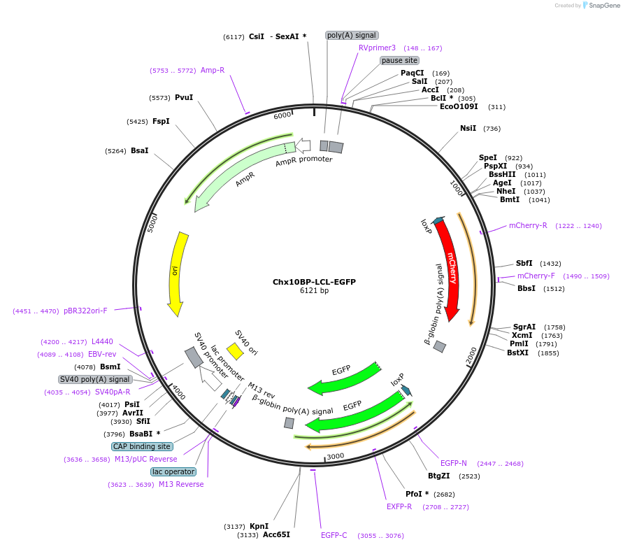 73992-plasmid-map-sequence-id-139262