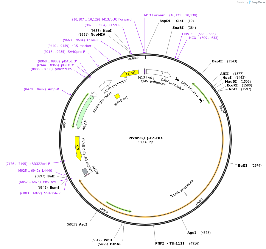 72126-plasmid-map-sequence-id-139267