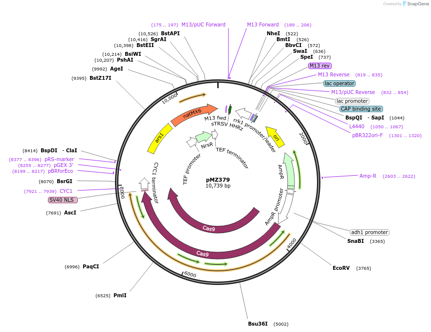 74215-plasmid-map-sequence-id-139305