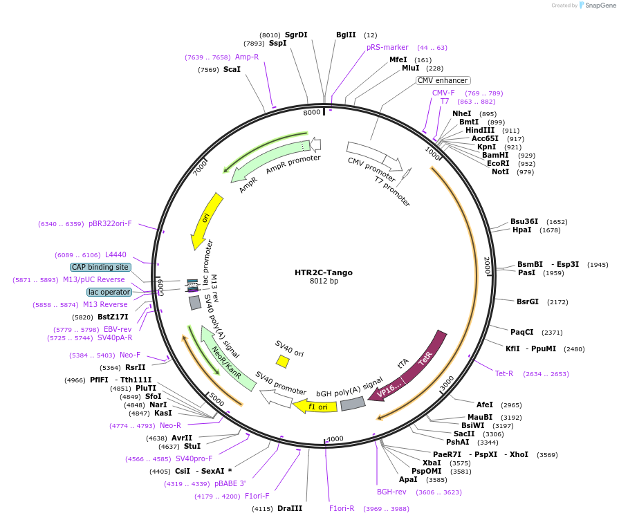 66411-plasmid-map-sequence-id-139337