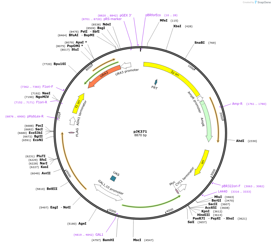 73596-plasmid-map-sequence-id-139406