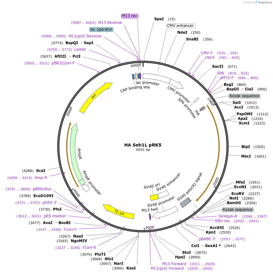 46331-plasmid-map-sequence-id-139444