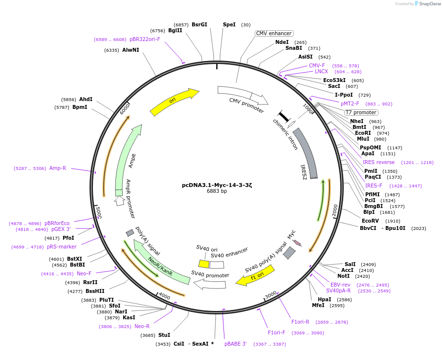 48798-plasmid-map-sequence-id-139448