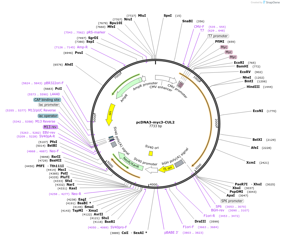 19892-plasmid-map-sequence-id-139465