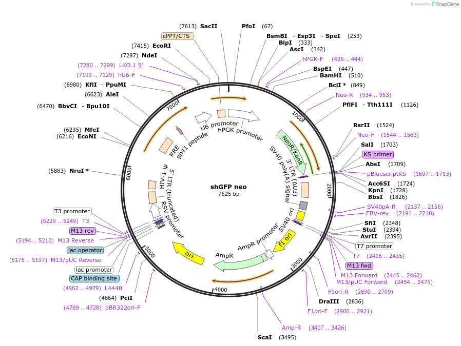 72571-plasmid-map-sequence-id-139498