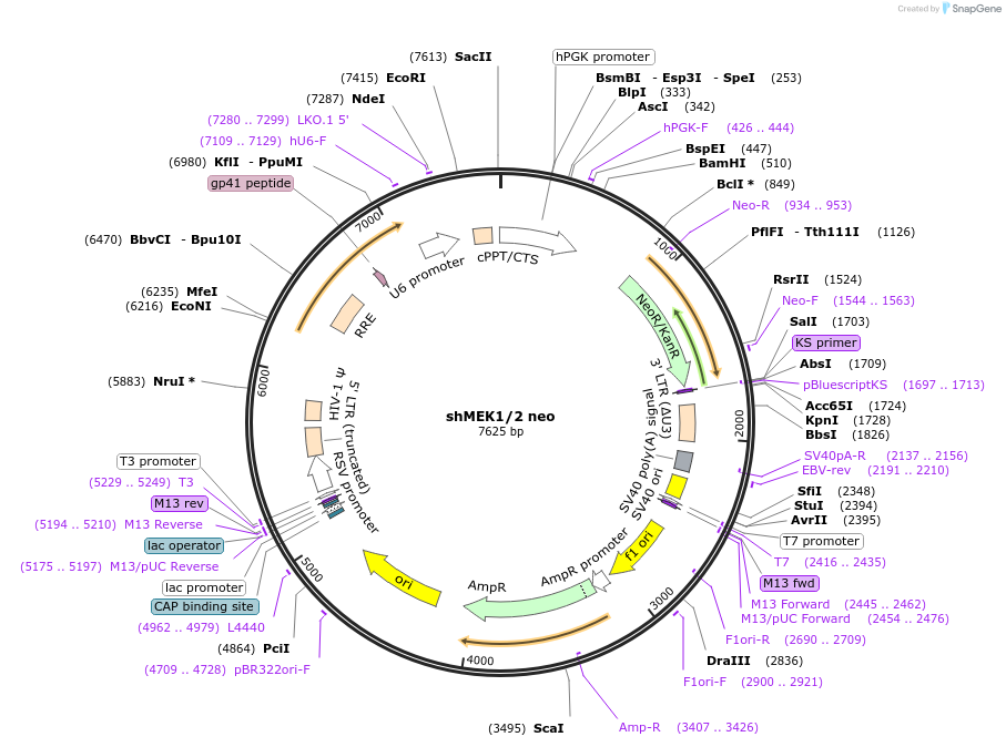 72569-plasmid-map-sequence-id-139502