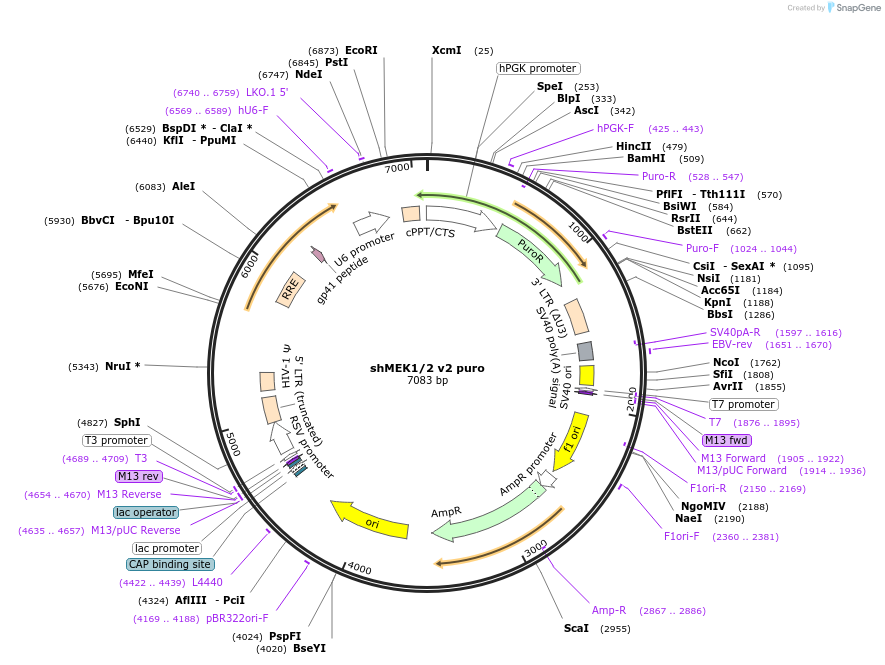 72568-plasmid-map-sequence-id-139506