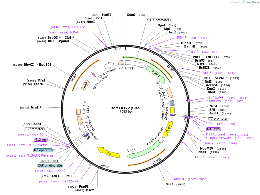 72567-plasmid-map-sequence-id-139509
