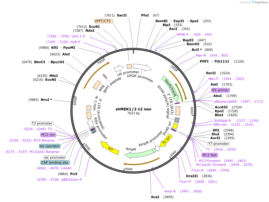 72570-plasmid-map-sequence-id-139543