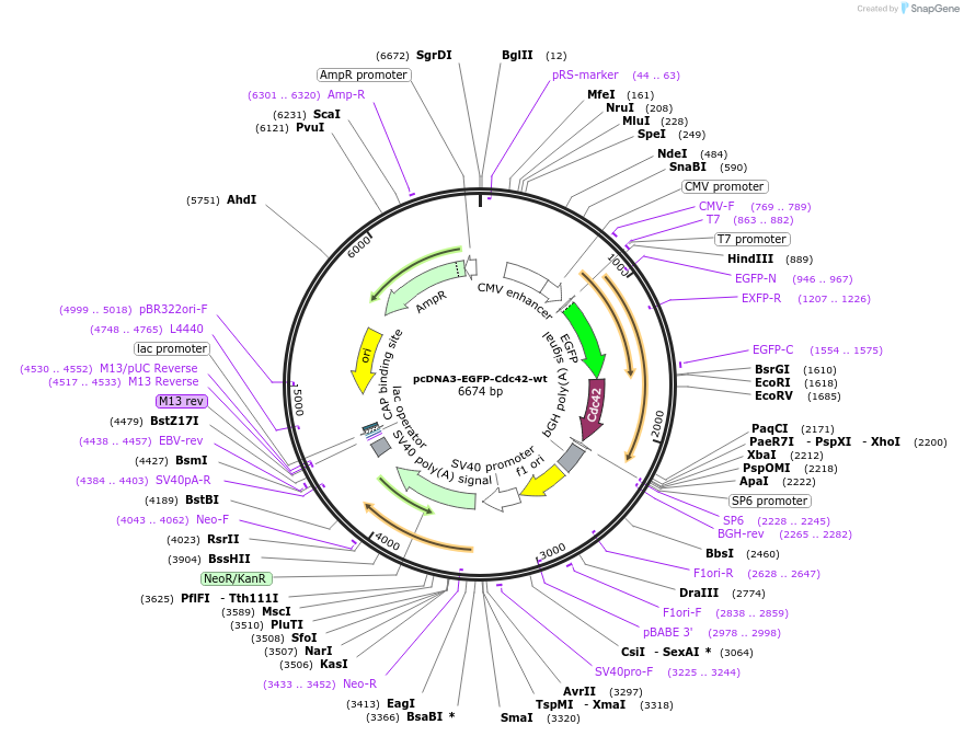 12975-plasmid-map-sequence-id-139547