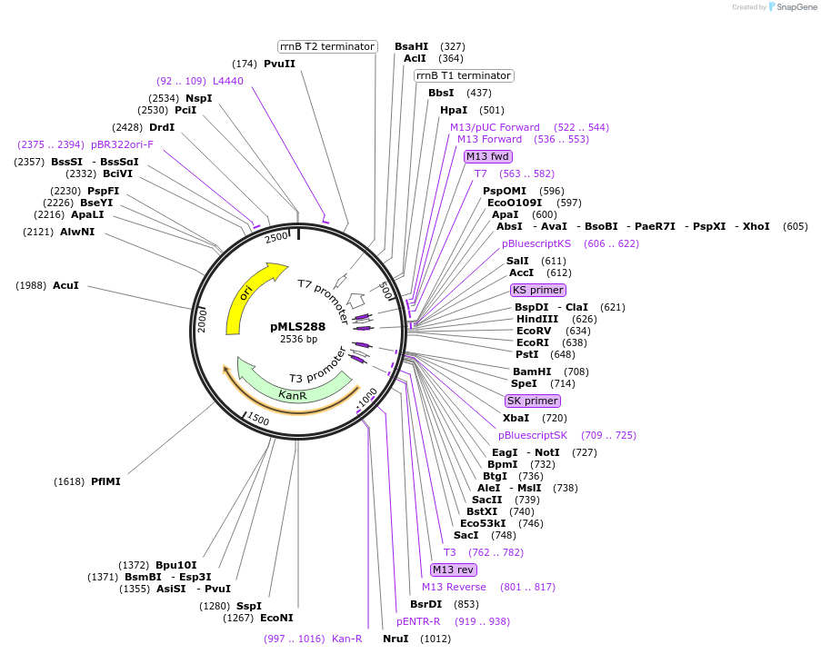73735-plasmid-map-sequence-id-139596