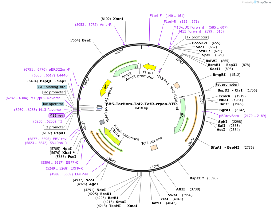73202-plasmid-map-sequence-id-139599