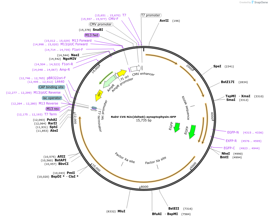 73492-plasmid-map-sequence-id-139631