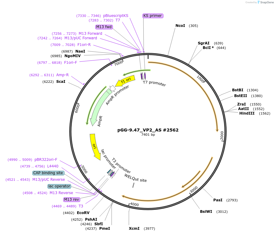 74238-plasmid-map-sequence-id-139644