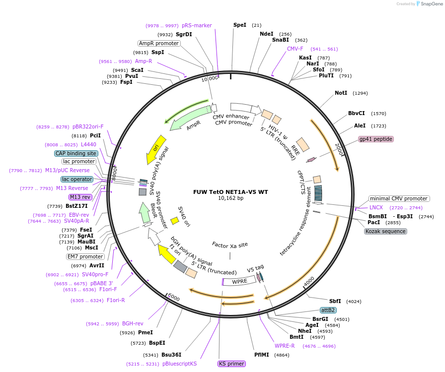 69828-plasmid-map-sequence-id-139693