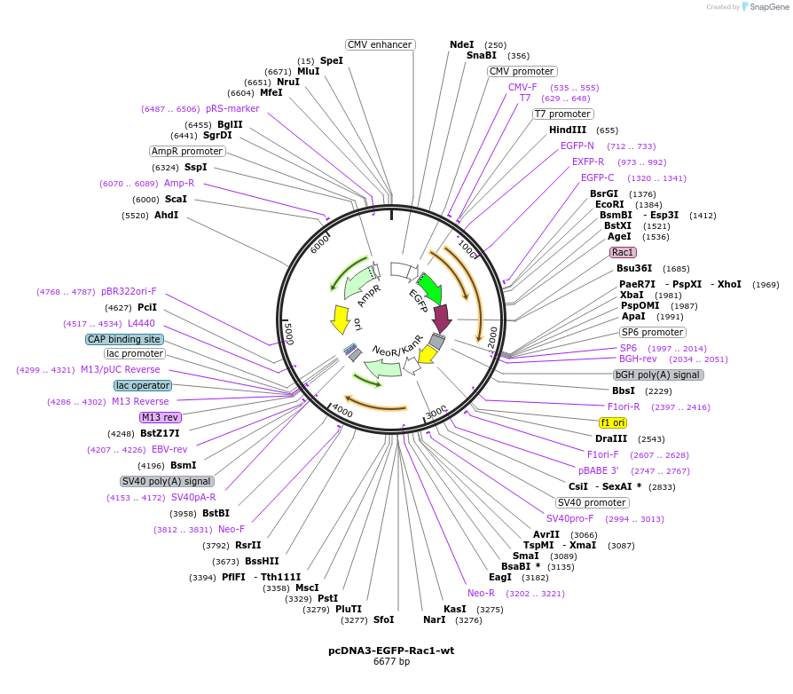 12980-plasmid-map-sequence-id-139725