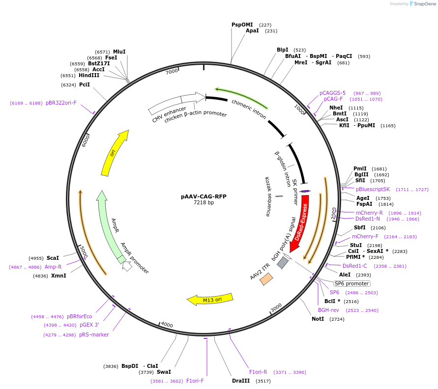 22910-plasmid-map-sequence-id-139731
