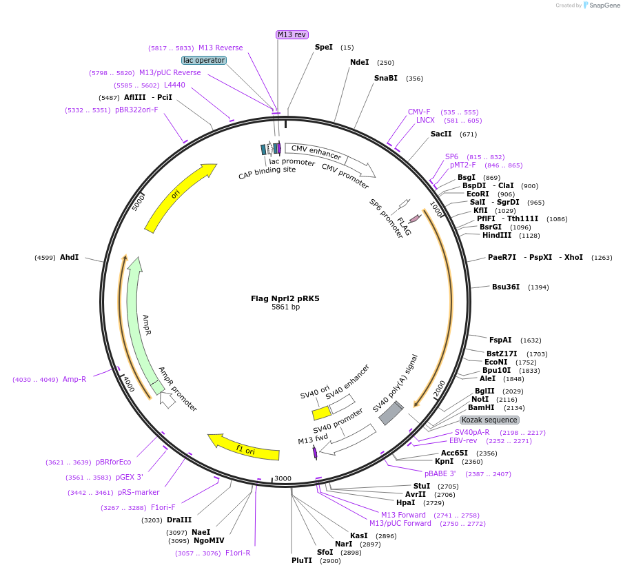 46333-plasmid-map-sequence-id-139740